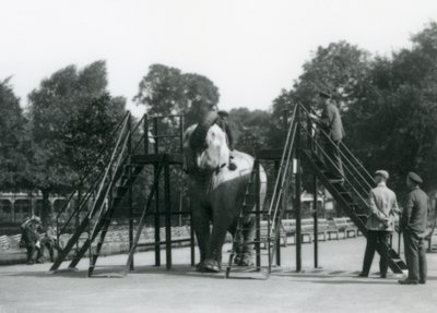 Syed Ali training Indiarani, while other staff and keepers look on, London Zoo, June 1922 by Frederick William Bond